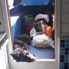 border collie